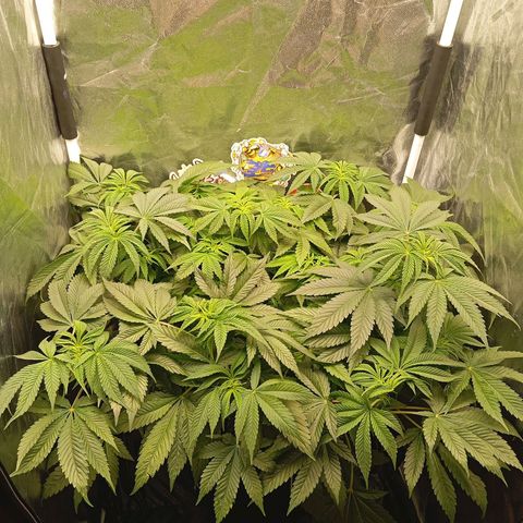 KORENJI growlog timeline photo