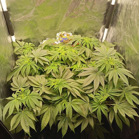 KORENJI growlog timeline photo