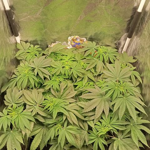 KORENJI growlog timeline photo