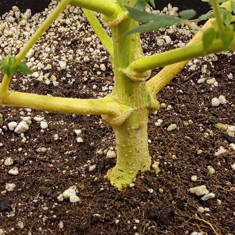 ORIGINAL SKUNK AUTO growlog timeline photo