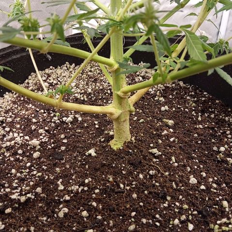 ORIGINAL SKUNK AUTO growlog timeline photo