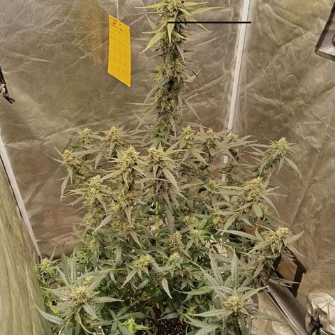 ORIGINAL SKUNK AUTO growlog timeline photo