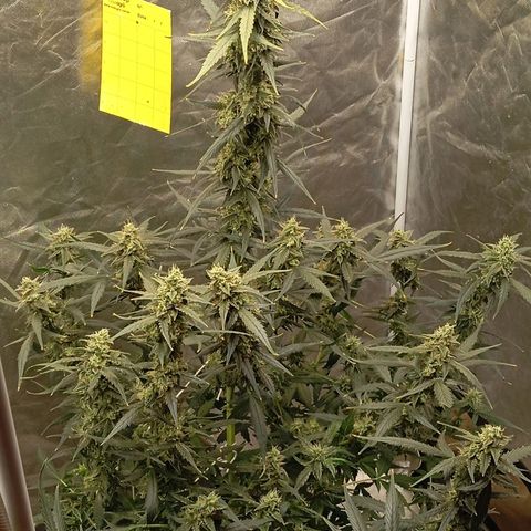ORIGINAL SKUNK AUTO growlog timeline photo