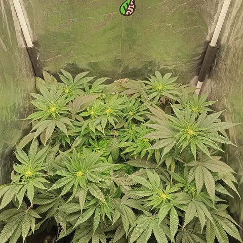 KORENJI growlog timeline photo