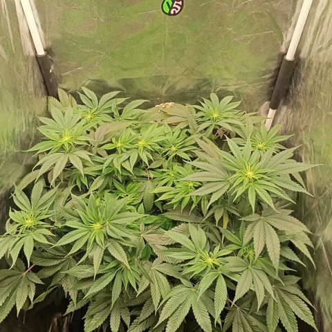 KORENJI growlog timeline photo