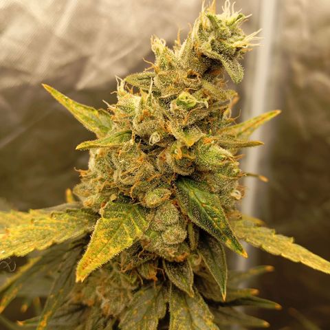 ORIGINAL SKUNK AUTO growlog timeline photo