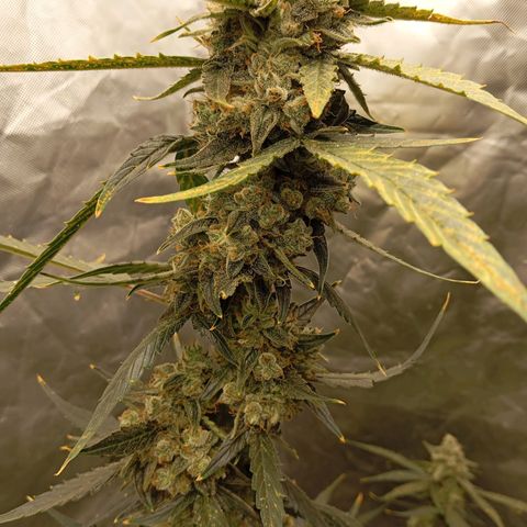ORIGINAL SKUNK AUTO growlog timeline photo
