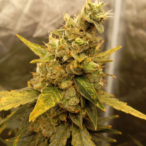 ORIGINAL SKUNK AUTO growlog timeline photo
