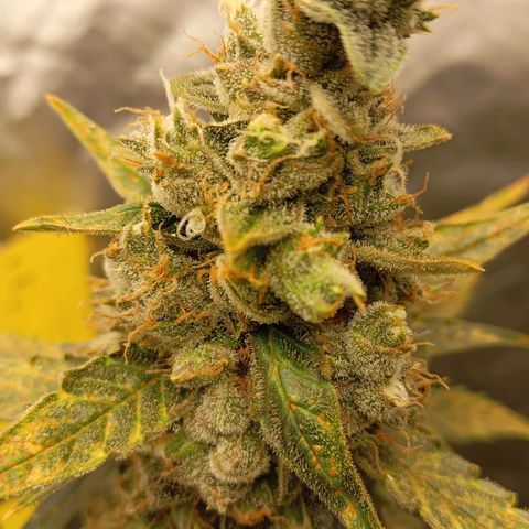 ORIGINAL SKUNK AUTO growlog timeline photo