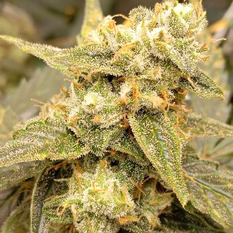 ORIGINAL SKUNK AUTO growlog timeline photo