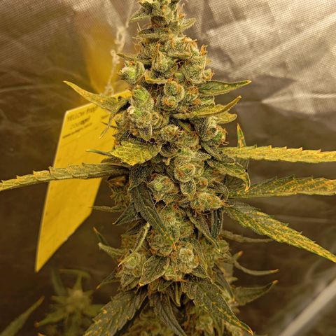 ORIGINAL SKUNK AUTO growlog timeline photo