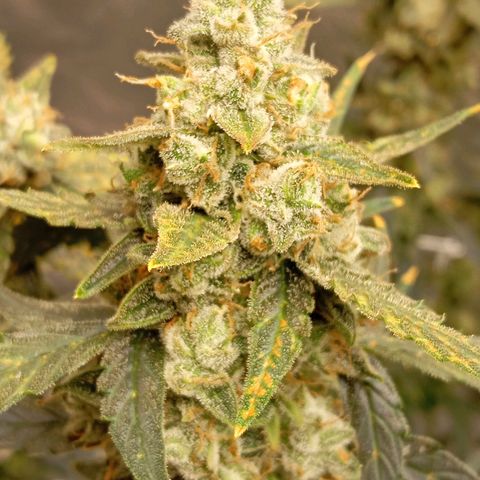 ORIGINAL SKUNK AUTO growlog timeline photo