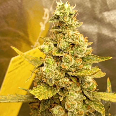 ORIGINAL SKUNK AUTO growlog timeline photo