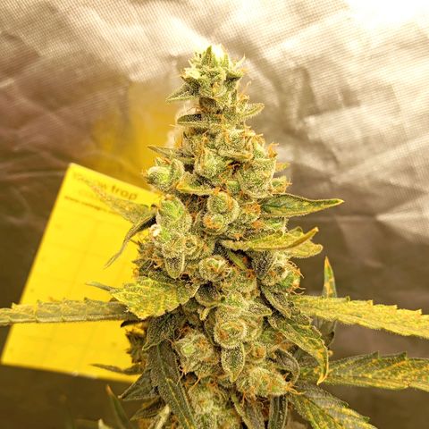 ORIGINAL SKUNK AUTO growlog timeline photo