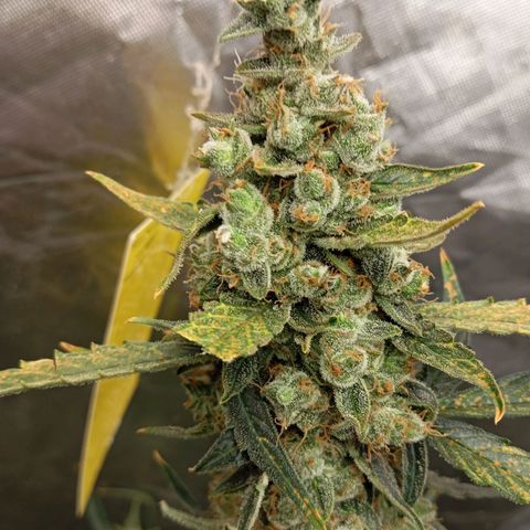 ORIGINAL SKUNK AUTO growlog timeline photo