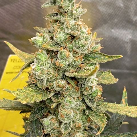ORIGINAL SKUNK AUTO growlog timeline photo