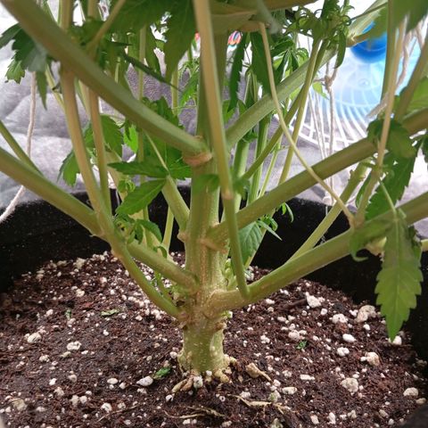 KORENJI growlog timeline photo