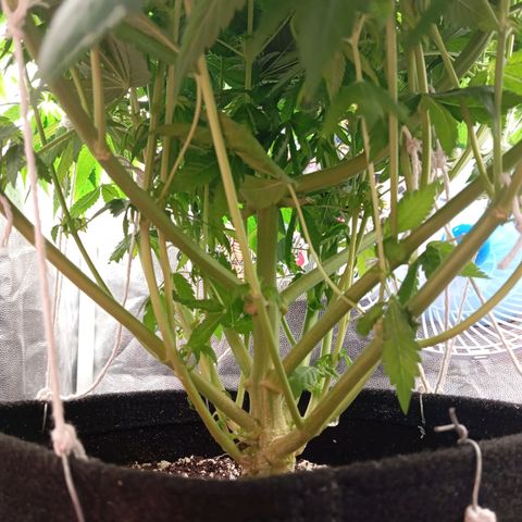 KORENJI growlog timeline photo