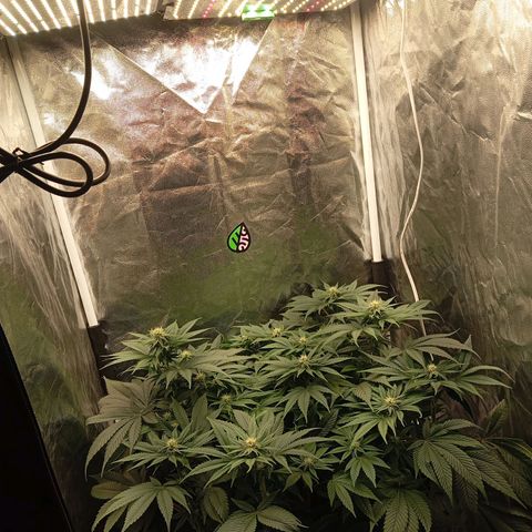 KORENJI growlog timeline photo