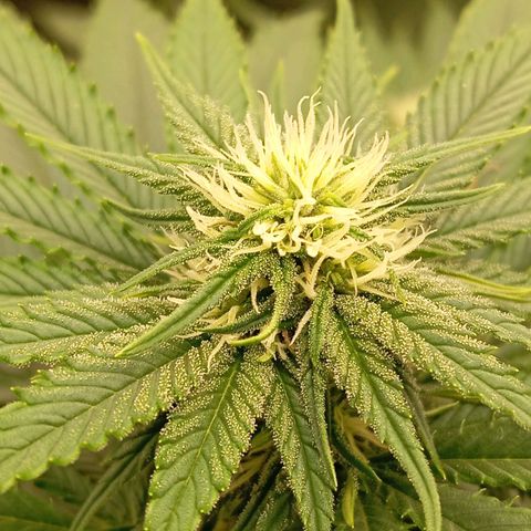 KORENJI growlog timeline photo