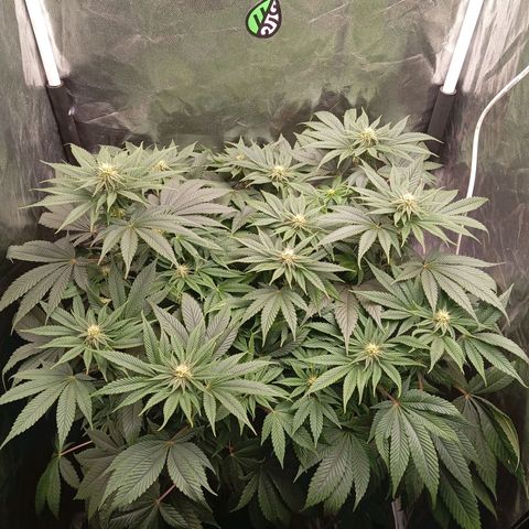 KORENJI growlog timeline photo