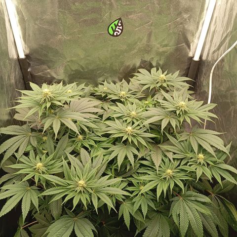 KORENJI growlog timeline photo