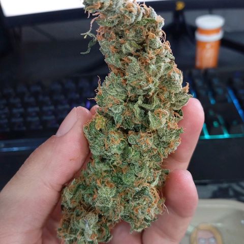 ORIGINAL SKUNK AUTO growlog timeline photo