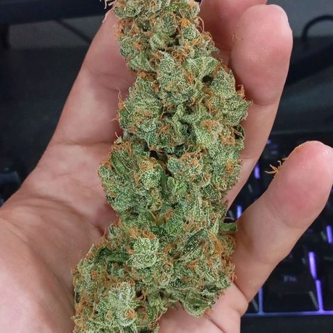 ORIGINAL SKUNK AUTO growlog timeline photo