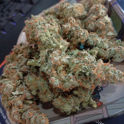ORIGINAL SKUNK AUTO growlog timeline photo
