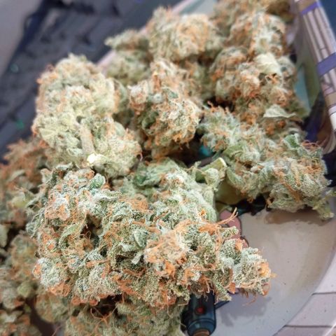 ORIGINAL SKUNK AUTO growlog timeline photo