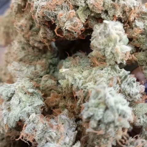ORIGINAL SKUNK AUTO growlog timeline photo