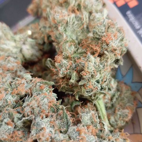 ORIGINAL SKUNK AUTO growlog timeline photo