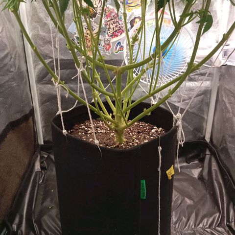 KORENJI growlog timeline photo