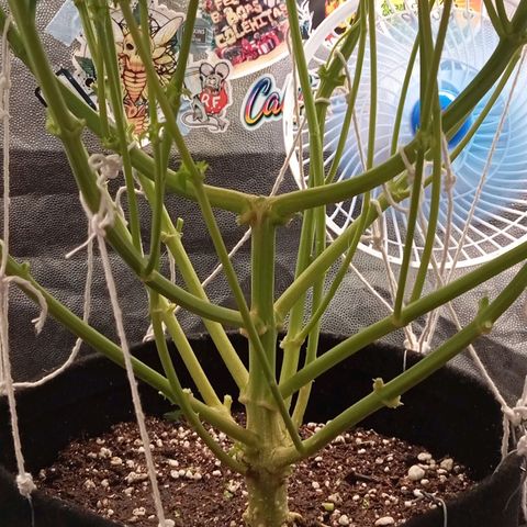 KORENJI growlog timeline photo