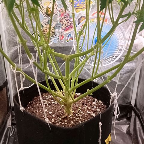 KORENJI growlog timeline photo