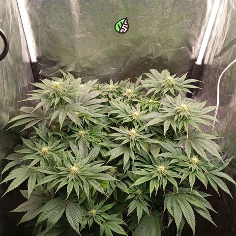 KORENJI growlog timeline photo