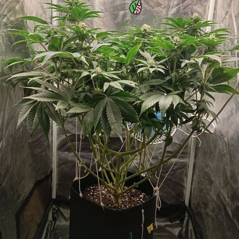 KORENJI growlog timeline photo