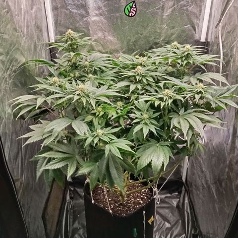 KORENJI growlog timeline photo