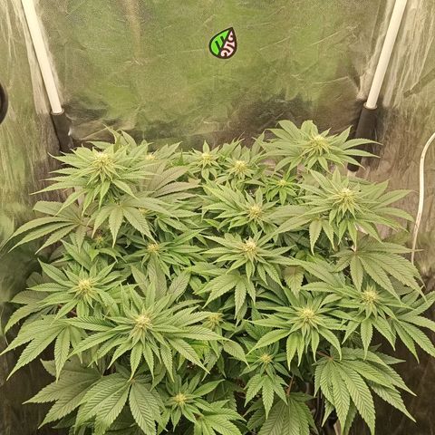 KORENJI growlog timeline photo