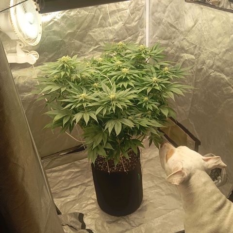 KORENJI growlog timeline photo