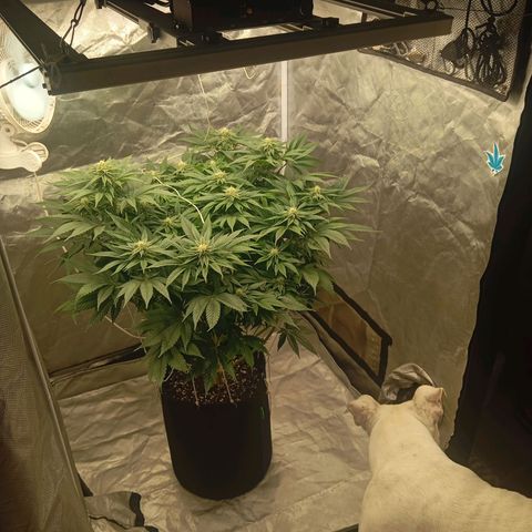 KORENJI growlog timeline photo