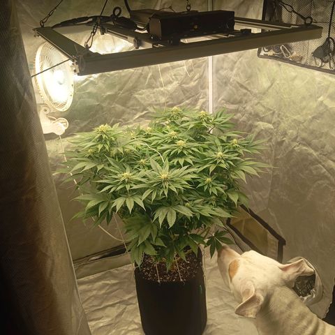 KORENJI growlog timeline photo
