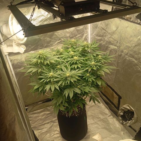 KORENJI growlog timeline photo