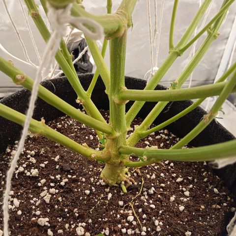 KORENJI growlog timeline photo