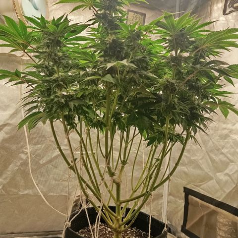 KORENJI growlog timeline photo