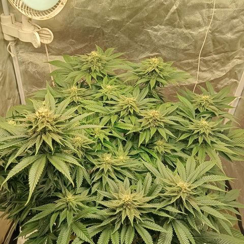KORENJI growlog timeline photo