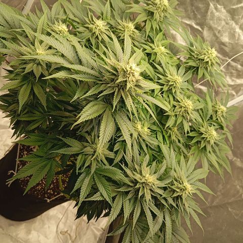 KORENJI growlog timeline photo