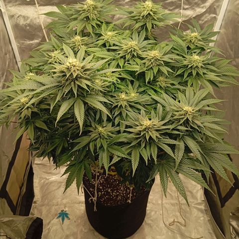 KORENJI growlog timeline photo