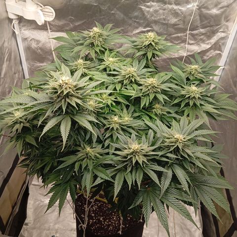 KORENJI growlog timeline photo