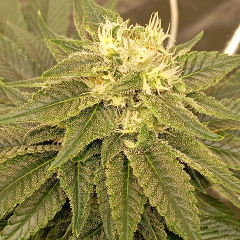 KORENJI growlog timeline photo